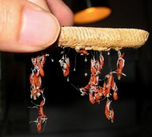 La mante orchidée, ou Hymenopus coronatus, insecte fleur parmi les fleurs