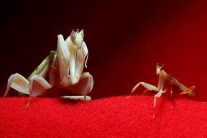 La mante orchidée, ou Hymenopus coronatus, insecte fleur parmi les fleurs