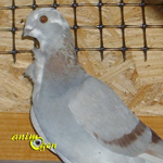 Le Cravaté italien, un élégant pigeon de forme