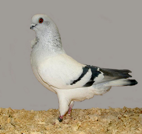 Le Cravaté italien, un élégant pigeon de forme