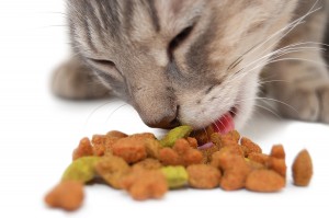 Pourquoi les chats sortent-ils la nourriture de leur gamelle pour la manger ?