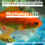 Bourse aux poissons à Morhange (57), le dimanche 19 octobre 2014