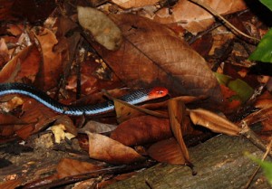 Le "100 pas" ,  serpent corail bleu de Malaisie (Calliophis bivirgata)