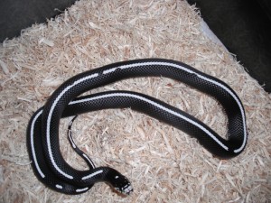 Le serpent roi de Californie, ou Lampropeltis getula californiae