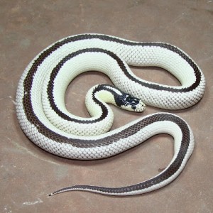 Le serpent roi de Californie, ou Lampropeltis getula californiae