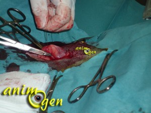La stérilisation chez la chienne en images : déroulement et procédure