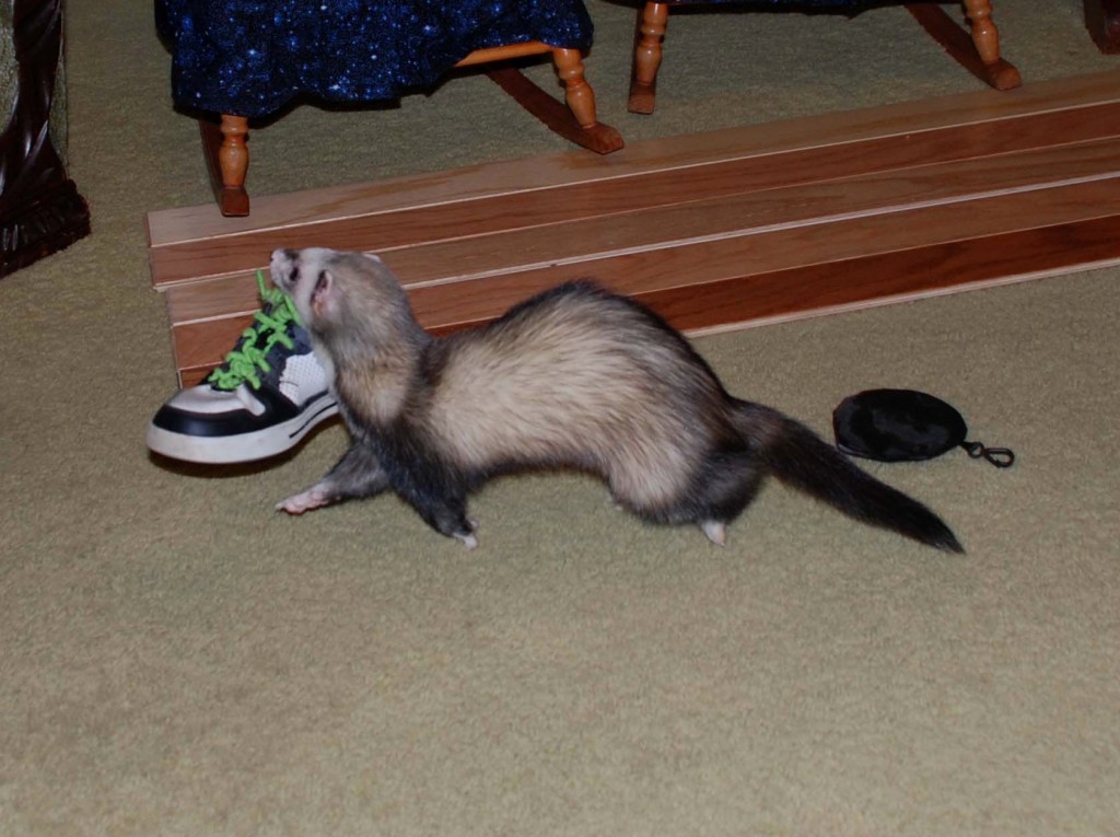 Comportement : le furet est-il un collectionneur compulsif ?