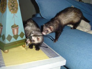 Comportement : le furet est-il un collectionneur compulsif ?