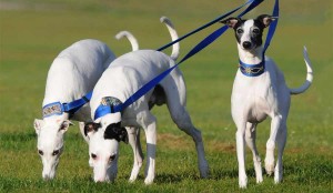 Le whippet, cheval de course du pauvre