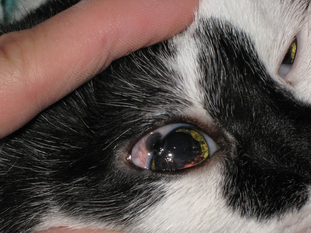 Santé : les changements normaux et anormaux de couleur des yeux chez les chats et chatons