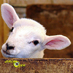 Les moutons ressentent-ils des émotions ?