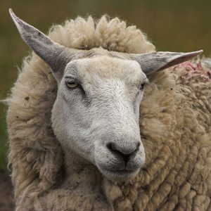 Les moutons ressentent-ils des émotions ?
