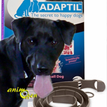 Collier DAP : produit apaisant pour chiens stressés ou arnaque ?