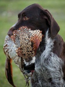 Le Braque allemand à poil dur, chien d'arrêt allemand à poil dur, ou Drahthaar