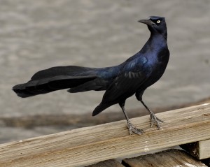 La menace du Quiscale à longue queue (Quiscalus mexicanus)