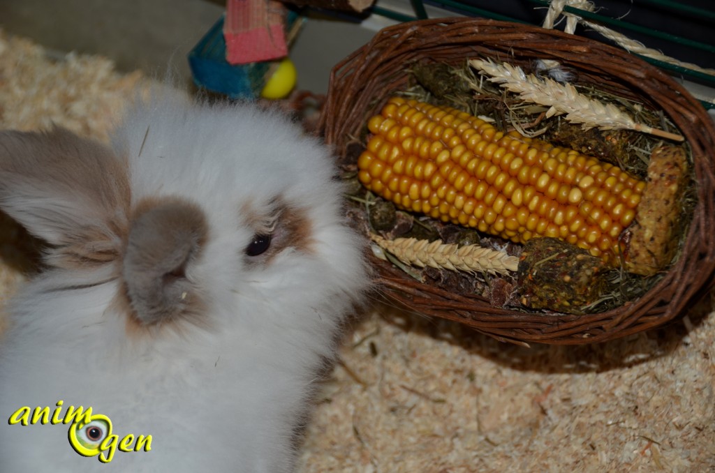 Alimentation pour lapins et rongeurs : petite corbeille pour rongeurs, JR Farm (test, avis, prix)