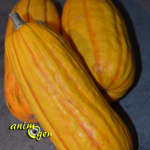 La délicatesse de la courge sweet potatoe, ou Delicata (Cucurbita pepo) pour nos perroquets