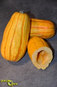 La délicatesse de la courge sweet potatoe, ou Delicata (Cucurbita pepo) pour nos perroquets