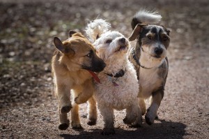 Comment savoir si l'alimentation de nos chiens ne convient pas ?