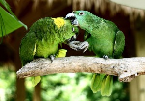 L'Amazone à nuque d'or, ou Amazona auropalliata (caractère, alimentation, comportement)