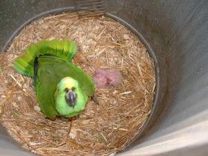 L'Amazone à nuque d'or, ou Amazona auropalliata (caractère, alimentation, comportement)