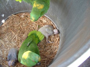 L'Amazone à nuque d'or, ou Amazona auropalliata (caractère, alimentation, comportement)