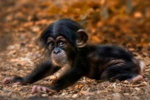 Les effets de la vue de bébés animaux sur notre comportement au travail