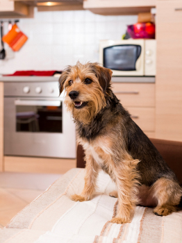 Chien en appartement : avantages et inconvénients