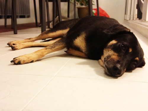 Chien en appartement : avantages et inconvénients
