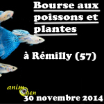 Bourse aux poissons et plantes à Rémilly (57), le dimanche 30 novembre 2014
