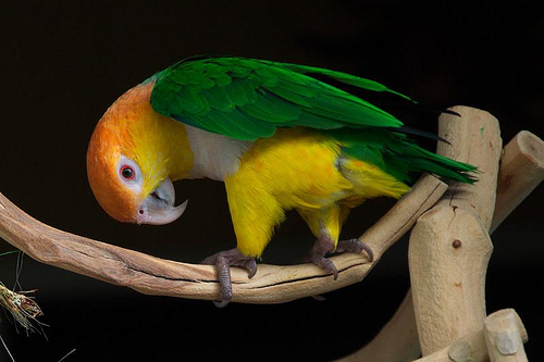 les caïques Ca%C3%AFque-ventre-blanc-Pionite-leucogaster-esp%C3%A8ce-caract%C3%A8re-comportement-maintenance-reproduction-alimentation-perroquets-oiseaux-psittacid%C3%A9s-animal-animaux-compagnie-animogen-2