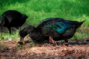 Le Cayuga, un canard aux oeufs de caviar