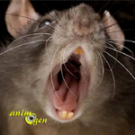 Pourquoi certains rats mangent-ils leurs petits ou ceux des autres ?