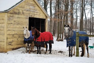 Couvrir ou ne pas couvrir notre cheval en hiver, là est la question...