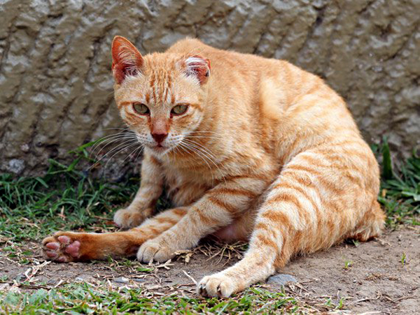 Un chat atteint d'une forme aigüe de gastro-entérite 