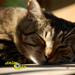 Santé : la gastro entérite chez le chat (causes, symptômes, traitements)