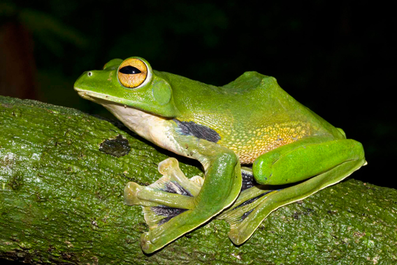 Leurre Grenouille Géant Snag Proof – Leurre Topwater Pour La Pêche En Eau Douce