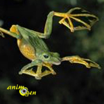 Une grenouille géante et volante découverte au Viêt Nam