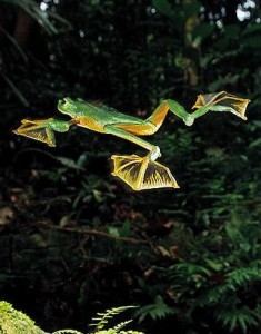 Une grenouille géante et volante découverte au Viêt Nam