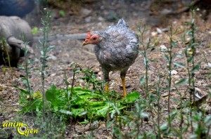 Alimentation et santé de nos oiseaux de basse-cour : grit, Hobby plus (Versele Laga)