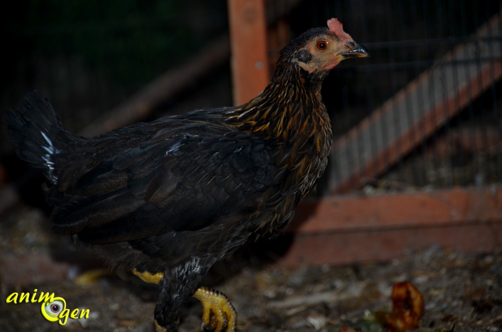 Alimentation et santé de nos oiseaux de basse-cour : grit, Hobby plus (Versele Laga)