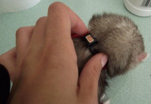 Comment mettre un harnais à un furet et l'ajuster ?