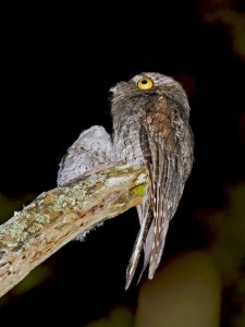 L'ibijau gris, ou Nyctibius griseus, à la découverte de l'oiseau fantôme