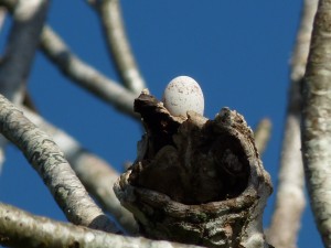 L'ibijau gris, ou Nyctibius griseus, à la découverte de l'oiseau fantôme