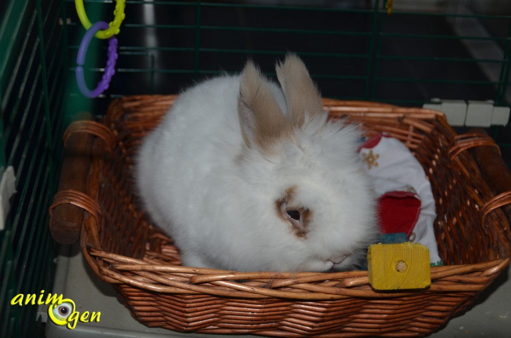 Fabriquez un panier d'activités pour vos lapins ou chinchillas (tutoriel, test, avis, prix)