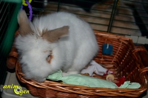 Fabriquez un panier d'activités pour vos lapins ou chinchillas (tutoriel, test, avis, prix)