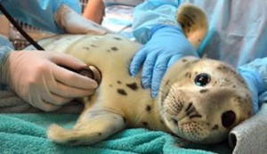 Santé : nos animaux de compagnie transmettent-ils leurs maladies aux espèces marines ?