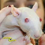 Santé : comment prendre soin de la peau de nos rats nus ?