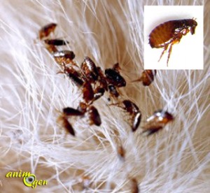 Les parasites externes chez le chat : les moyens de lutte naturels contre les puces
