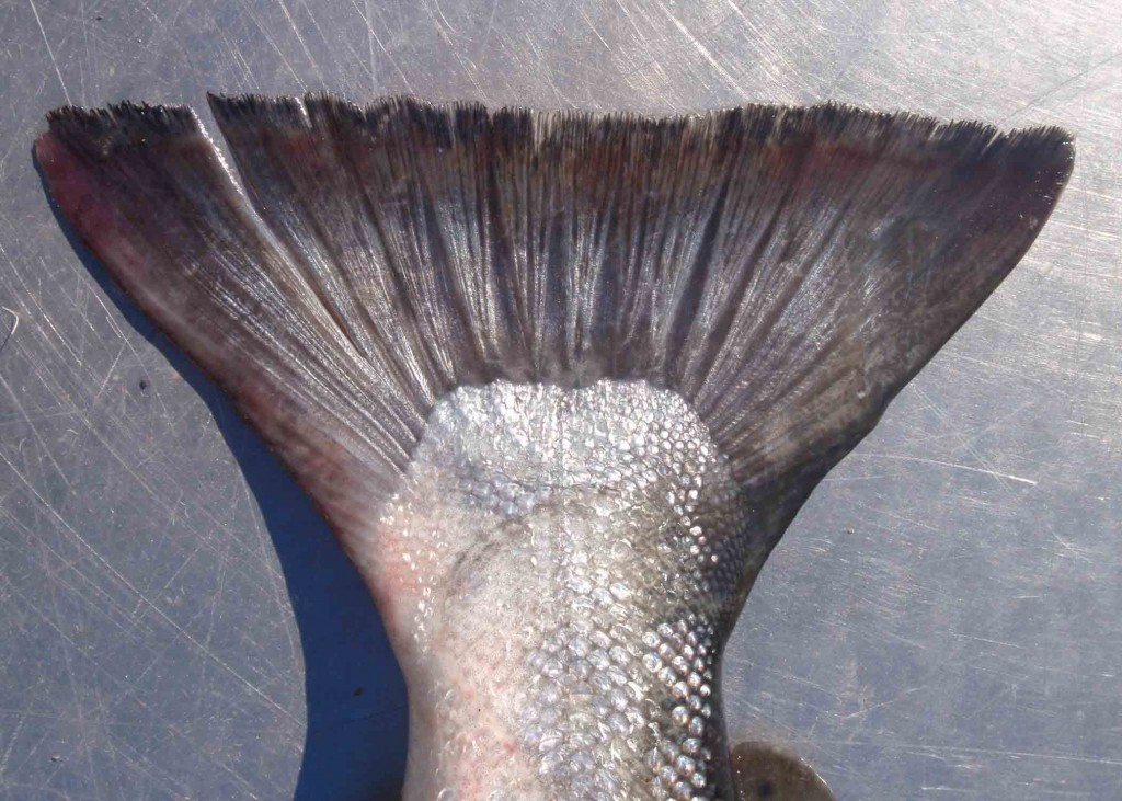 Parcequeue les fonctions de la nageoire caudale chez les poissons — free download